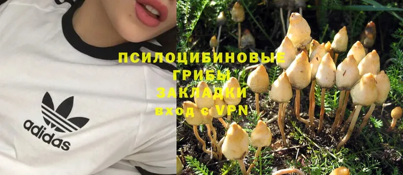 Галлюциногенные грибы Psilocybe Закаменск